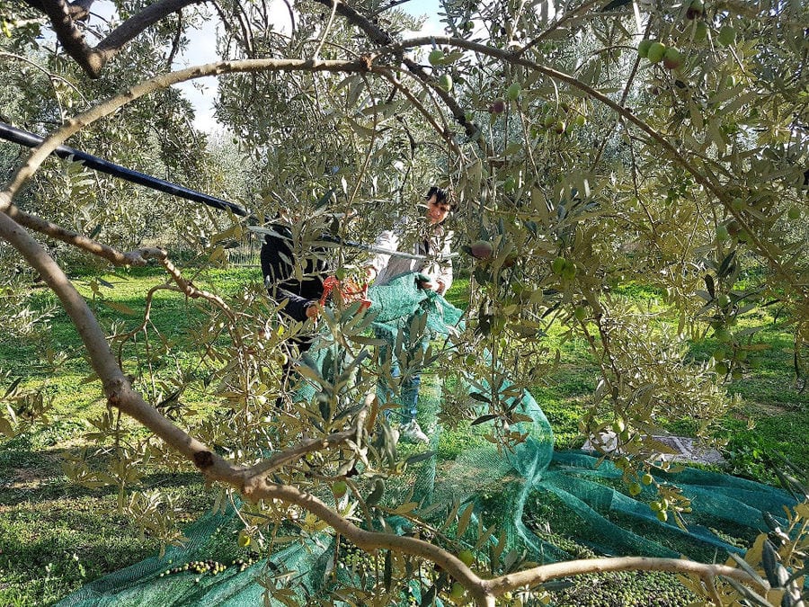 olive harvest at Melas Epidauros and tourist picking olives from raffia